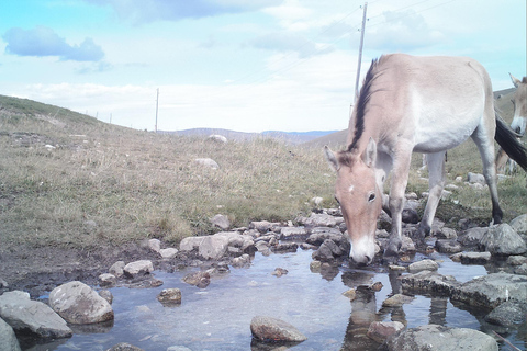 Tour di un giorno al parco nazionale di Hustai
