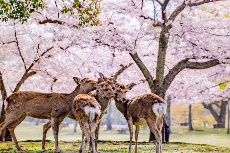 Depuis Kyoto : Excursion guidée d'une journée à Kyoto et Nara avec déjeunerVisite avec déjeuner de bœuf Shabu Shabu horaire 2024