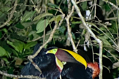 Manuel Antonio: Nachttour mit einem naturkundlichen Führer.Nachttour mit einem naturkundlichen Führer (inklusive Transport)