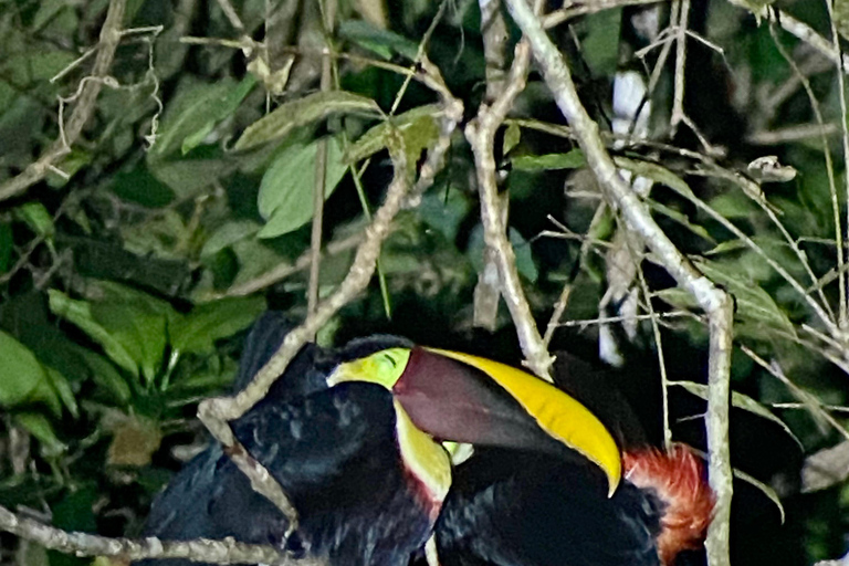 Manuel Antonio: Tour noturno com um guia de turismo naturalista.Tour noturno com um guia de turismo naturalista (transporte incluído)