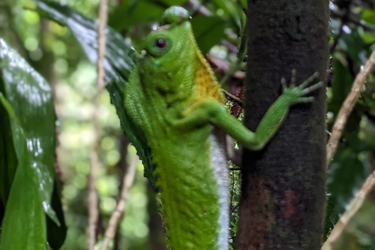 Negombo: 2-Day Sinharaja Rainforest Private Trip