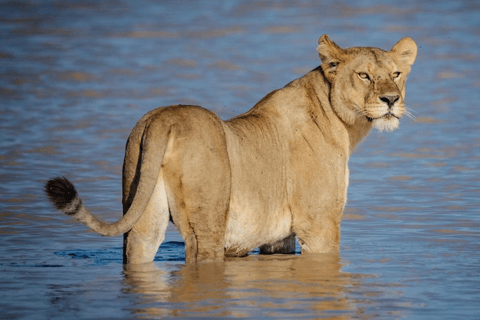 Tanzania: 8-Day Safari Tour with Accommodation