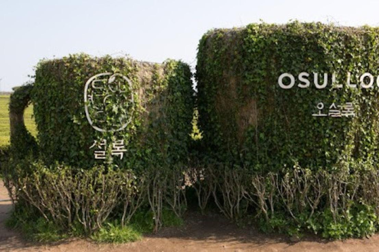 Jeju: Private Shore Excursion for Cruise Guests– West&South Seogwipo Gangjeong Port