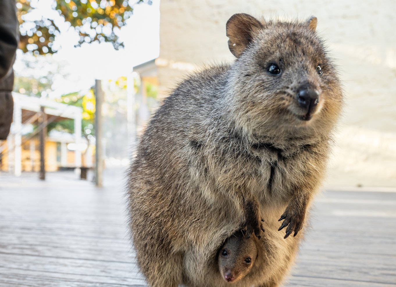 Fra Perth: Rottnest Island heldags cykel- og færgetur