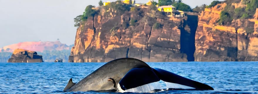 De Pasikuda à Trincomalee : safari baleines et dauphins + transport