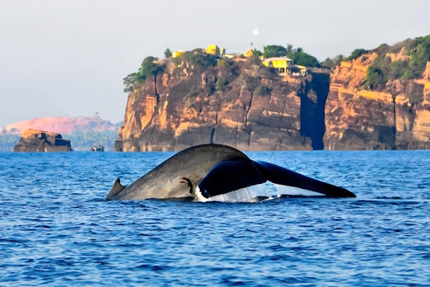 亭可马里：赏鲸和海军岛浮潜之旅