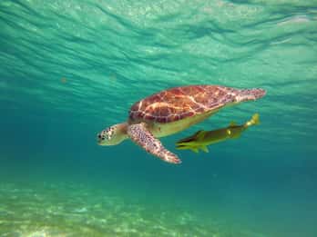 Akumal: Guided Snorkeling with Sea Turtles