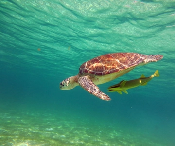 Akumal: Guided Snorkeling with Sea Turtles