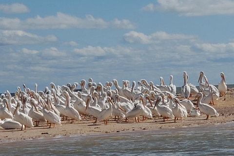 De Miami: Excursão a Everglades com passeio de barco de 90 minutos