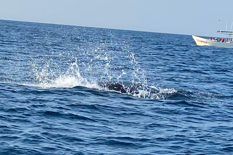 Puerto Escondido: Bootstour zu Delfinen und MeerestierenPrivate Tour