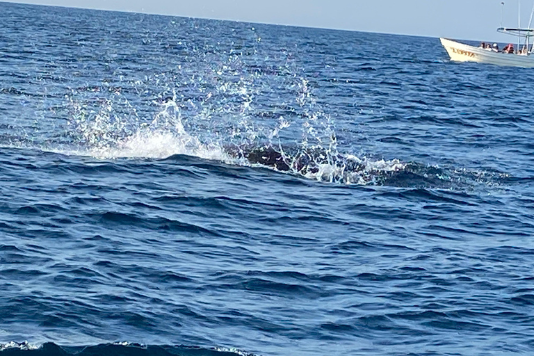 Puerto Escondido: Bootstour zu Delfinen und MeerestierenPrivate Tour