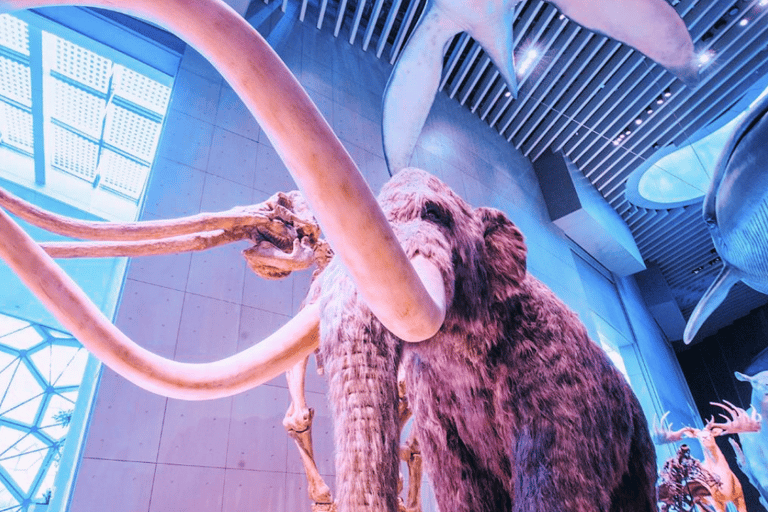 Shanghai : Entrée au musée d&#039;histoire naturelle