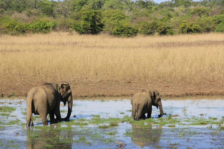 Ella: Private Yala Safari & South Coast Hotel Transfer Ella: Private Yala Safari & South Coast Hotel Transfer