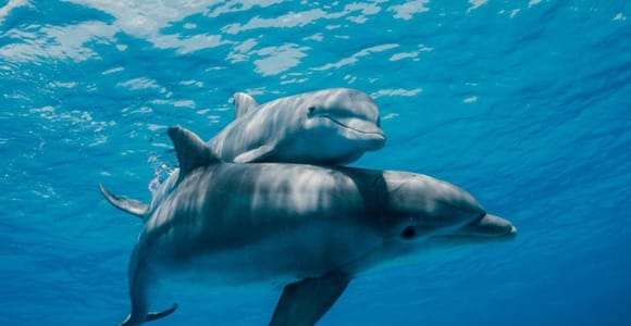 FROM NUNGWI; MNEMBA SNORKELING AND DOLPHIN TOUR