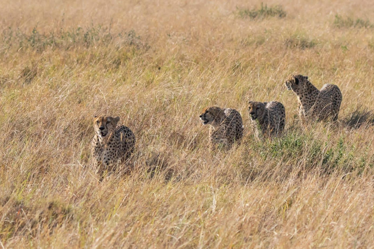 3 days masai mara safari