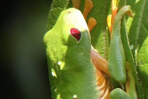 Manuel Antonio: Wildlife en Strand Tour in Nationaal ParkGroepsrondleiding (toegang tot park NIET inbegrepen)