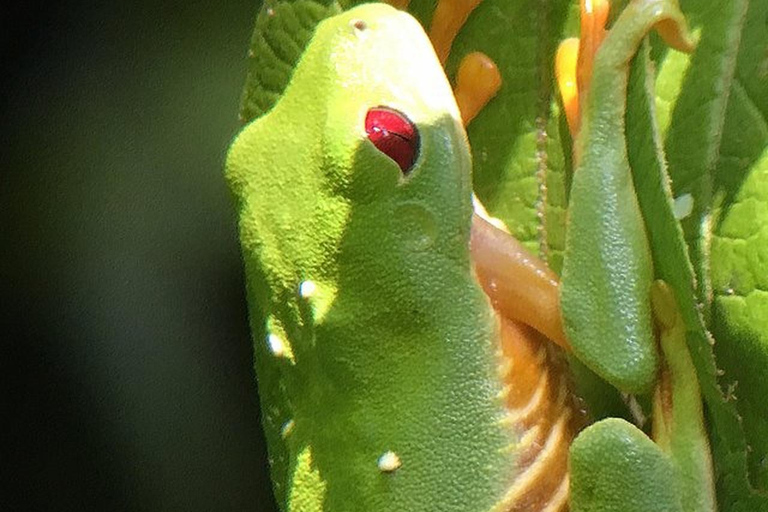 Manuel Antonio: Wildlife en Strand Tour in Nationaal ParkGroepsrondleiding (toegang tot park NIET inbegrepen)