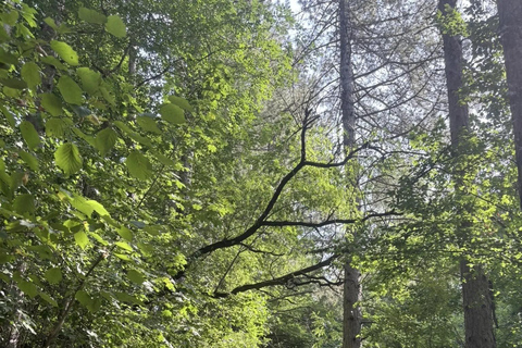 索非亚：维托沙山径跑之旅（初级/中级/高级）索菲亚：维托沙山径越野跑之旅（轻松/中等/困难三档可选）