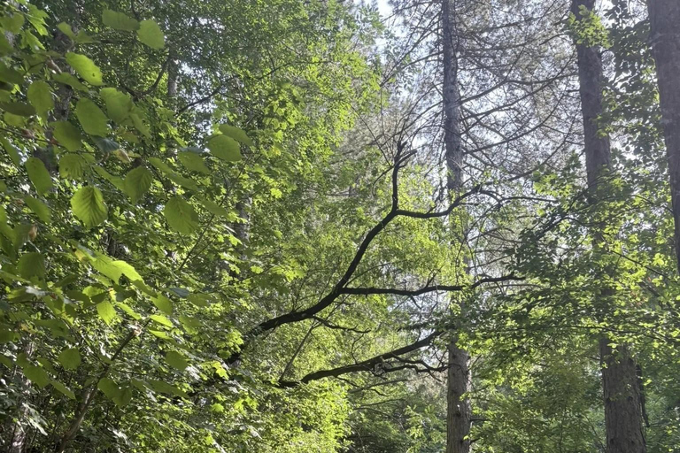 索非亚：维托沙山径跑之旅（初级/中级/高级）索菲亚：维托沙山径越野跑之旅（轻松/中等/困难三档可选）
