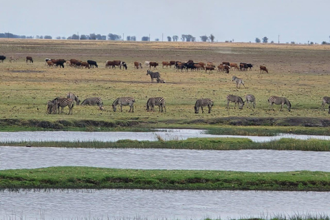 Livingstone: Chobe Safari, Impalila Island & 4-Country Tour
