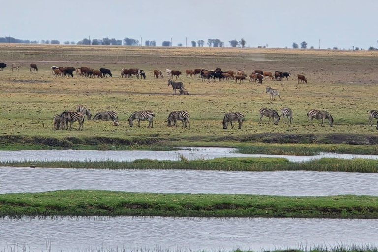 Livingstone: Chobe Safari, Impalila Island & 4-Country Tour