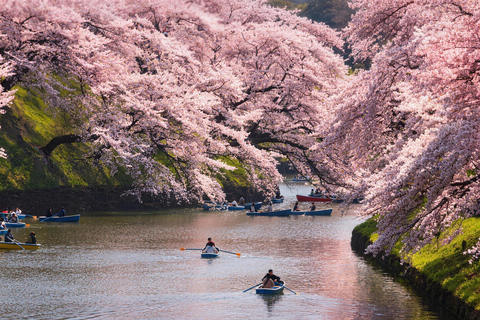 Tokyo: Sky Lunch, Ueno Cherry Blossom & Meguro Night Trip