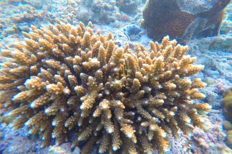 Phuket : Excursion d'une journée dans la baie de Maya, les îles Phi Phi, Green et Khai