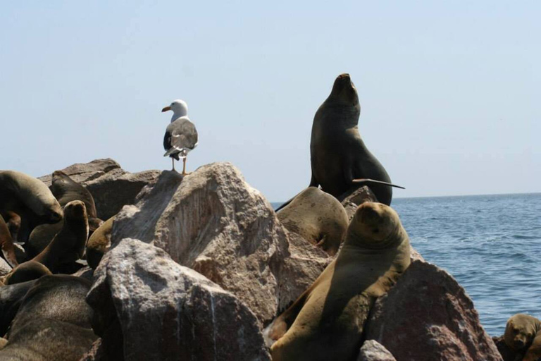 Ballestas Islands: Peru’s Natural Paradise boat tour