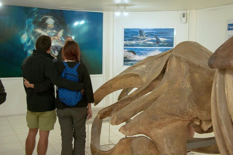 Peninsula Valdes Shore Tour for Cruise Passengers + City