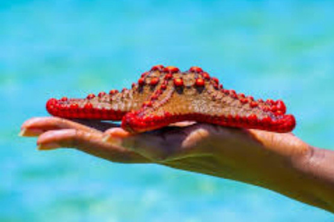 Zanzibar: Blue Lagoon Snorkeling, Starfish Beach & The Rock TOUR WITH HOTEL TRANSFER