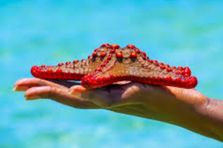 Zanzibar: Blue Lagoon Snorkeling, Starfish Beach & The Rock TOUR WITH HOTEL TRANSFER