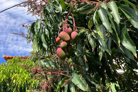 Madeira: Banana Plantation Guided Tour with Tasting