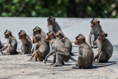 Depuis Ho Chi Minh : Visite guidée Premium de l&#039;île aux singes de Can Gio