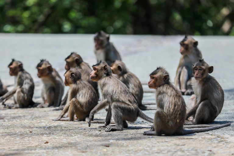 De Ho Chi Minh: Visita guiada Premium à Ilha dos Macacos de Can Gio