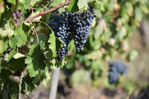 Plovdiv:Rural Tasting in Academic Winery &Artisan Dairy Farm