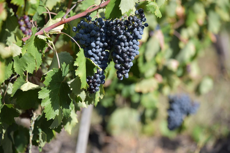 Plovdiv:Rural Tasting in Academic Winery &Artisan Dairy Farm