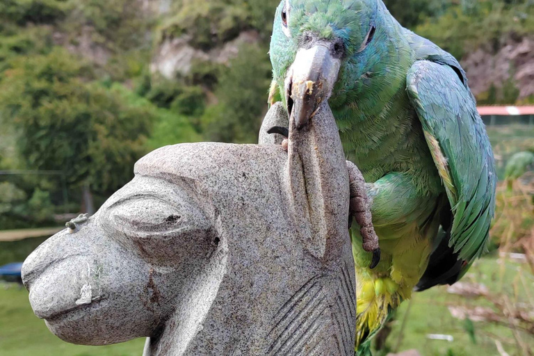 Visite du sanctuaire animalier de Cochahuasi avec un animal sauvé