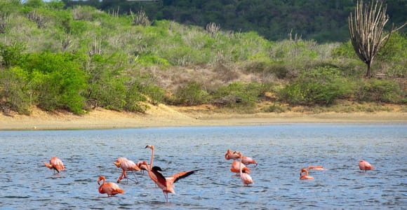 Willemstad: Salt Lakes Guided Nature Walk with Flamingos