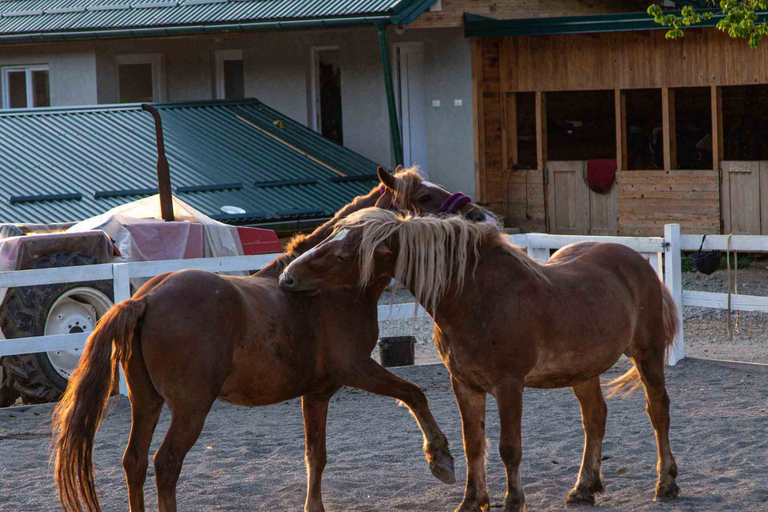 From Sarajevo: Tour to 3 unique farms