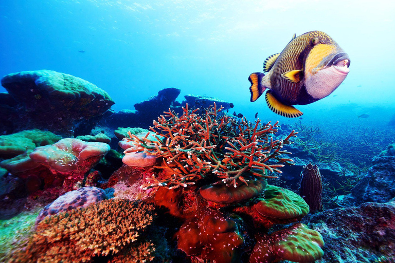 St. Lucia: Anse Cochon Marine Reserve Snorkeling Tour