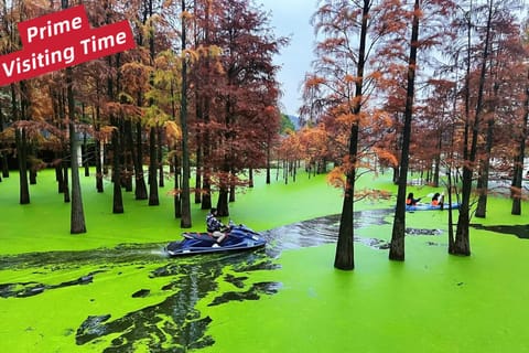 抹茶湖とユネスコ世界遺産の西湖で春を満喫：生きた絵画 - 2026件