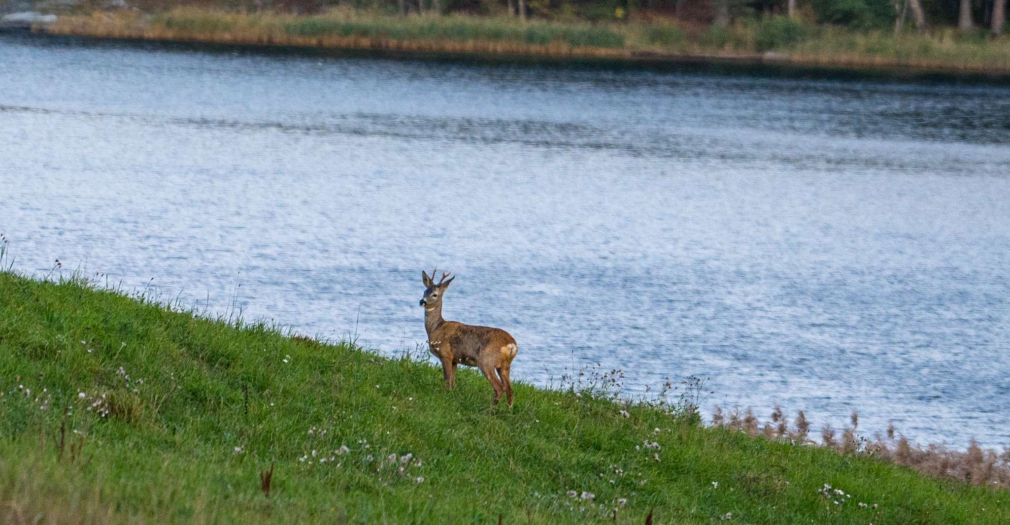 Stockholm, Wildlife Safari - Housity