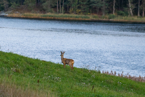 Speuren naar wolven en wilde dieren in Zweden