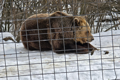 Bucharest: Bear Sanctuary and Dracula's Castle Tour Small Group (max 7) - tour in English entry tichets included