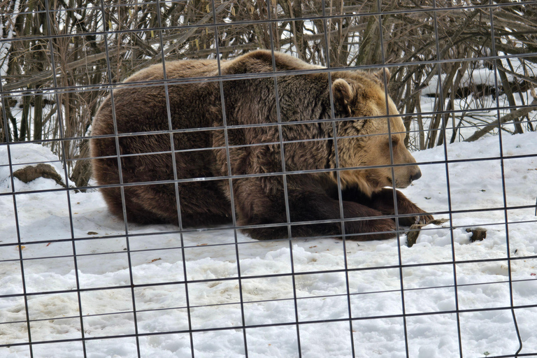Bucharest: Bear Sanctuary and Dracula's Castle Tour Small Group (max 7) - tour in English entry tichets included