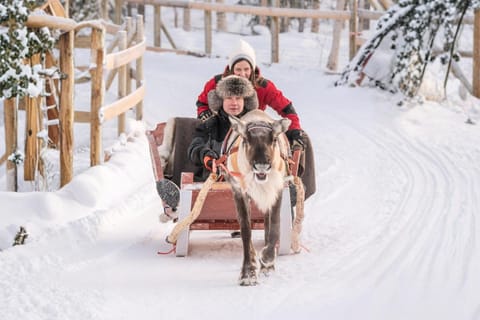 Rovaniemi: Rentiersafari und Schlittenfahrt mit Sámi-Erbe