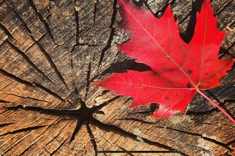 Banff: tour guiado a pie por la ciudad con aperitivoCiudad de Banff: visita guiada a pie con merienda