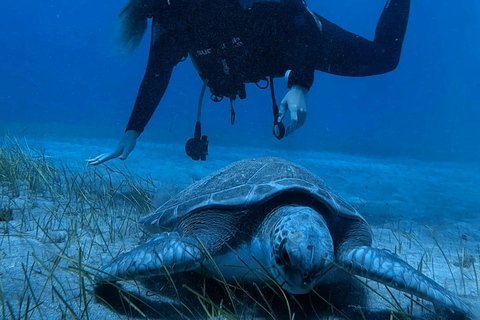 Tenerife: Experiência de mergulho para todos os níveis