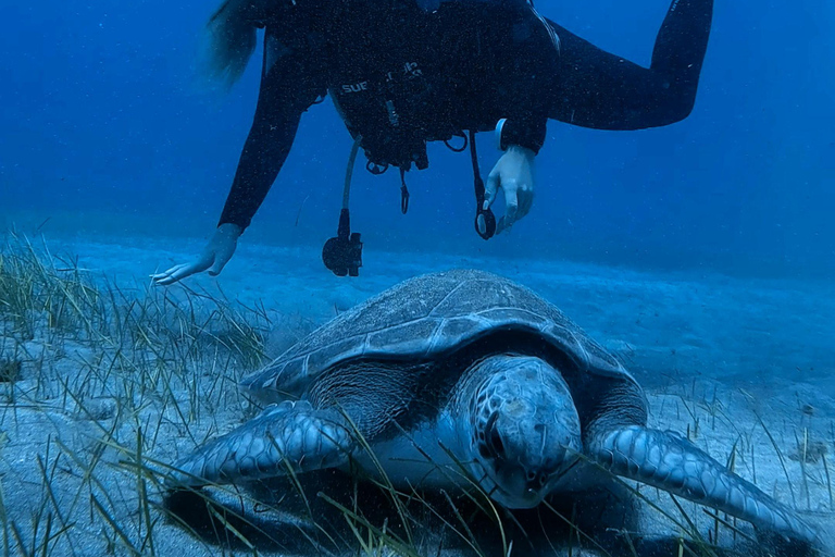 Tenerife: Experiencia de Buceo Privado para Todos los NivelesTenerife: Experiencia de buceo privado para todos los niveles