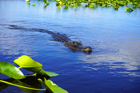 Everglades Airboat Tour with Transfer From Fort Lauderdale